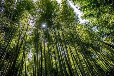 A Floresta de Bambu de Luzhou: Uma Experiência Sensorial Incomparável e Mágica!