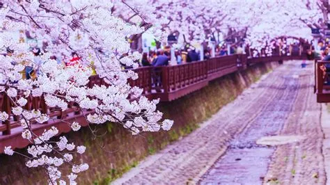 Jinhae Cherry Blossom Festival Uma Explosão Rosa de Beleza E Cultura!