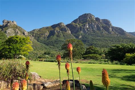 O Jardim Botânico Nacional Kirstenbosch: Uma Jornada Botânica Esplendorosa em meio às Montanhas de Cidade do Cabo!