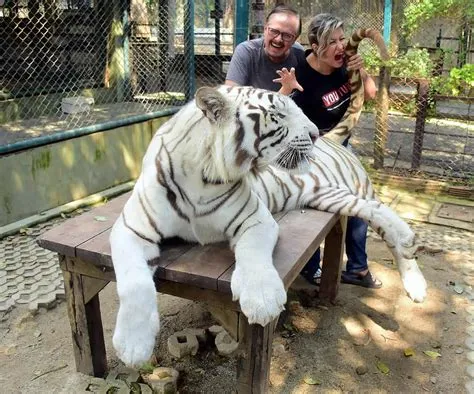  O Santuário de Tigres em Chiang Mai: Um Paraíso Felino para Aventureiros Corajosos!