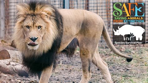 Zoo Boise: A Roaring Adventure into Wildlife Conservation!